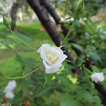 Rentoulia Poulithra