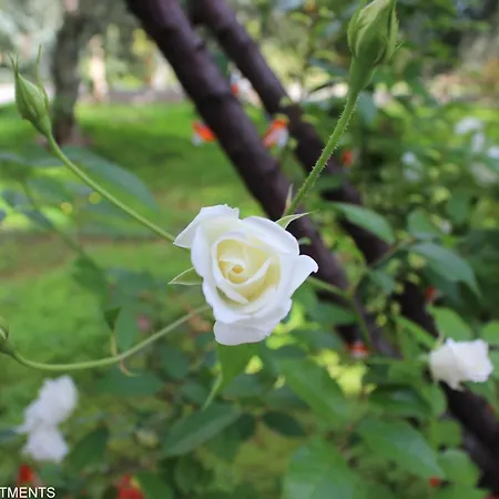 Rentoulia Poúlithra