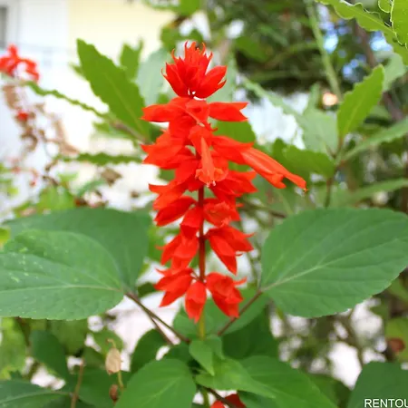 Rentoulia Appartement *