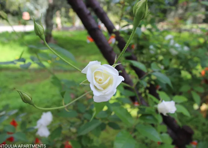 Rentoulia Poúlithra