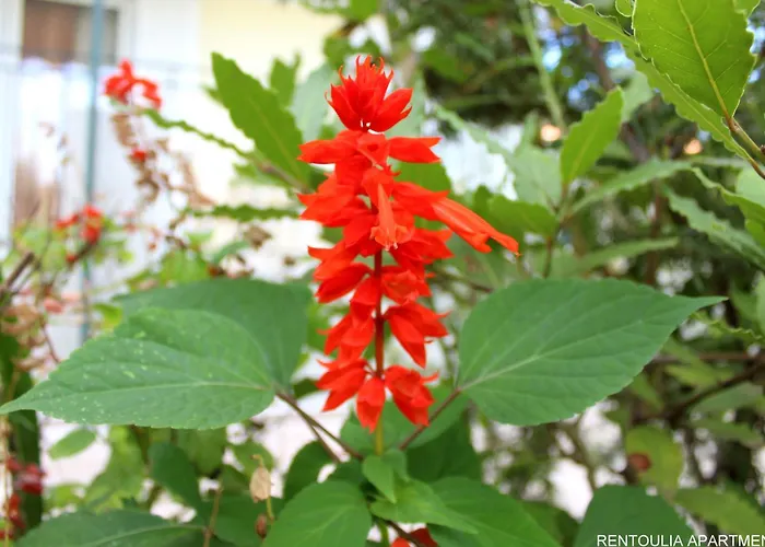 Rentoulia Apartman *